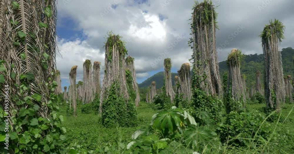 Plantation Of Dead Palms, Costa Rica, Native Version Plantation Of Dead Palms, Costa Rica, Native Version
