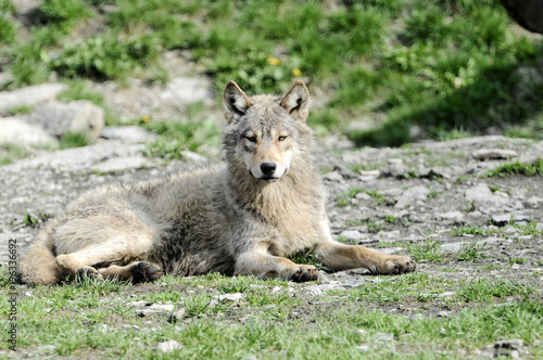 Timberwolf (Canis lupus lycaon) , captive, Baden-Württemberg, Deutschland, Europa