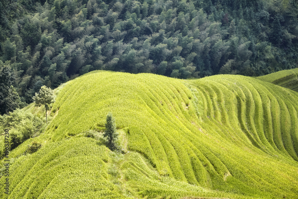 Longji Rice terraces landscape, China