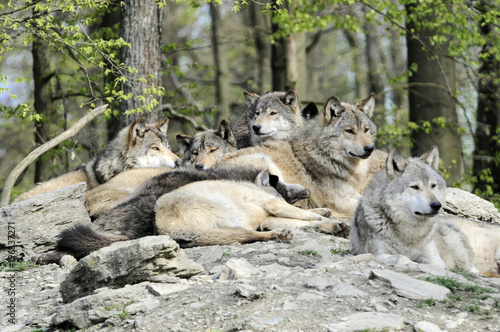 Timberwölfe (Canis lupus lycaon) , captive, Baden-Württemberg, Deutschland, Europa