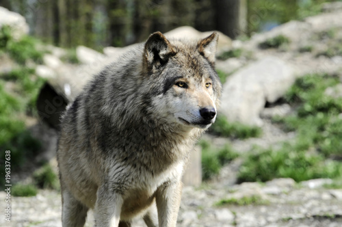 Timberwolf   Canis lupus lycaon    captive  Baden-W  rttemberg  Deutschland  Europa