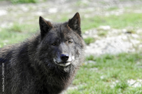 Timberwolf (Canis lupus lycaon) , captive, Baden-Württemberg, Deutschland, Europa