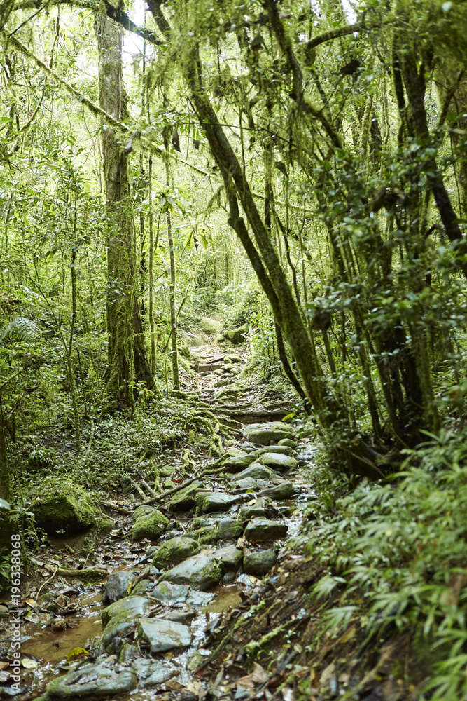 Obraz premium Urwald Ranomafana Nationalpark Madagaskar