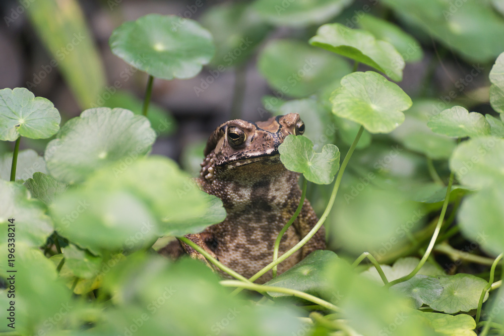 Obraz premium Toad sits in the grass
