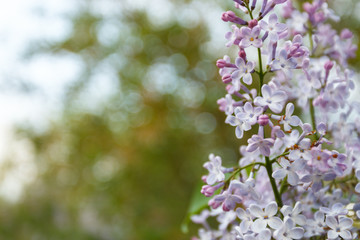 Papier peint photo Lilas Fleurs de lilas pourpre au printemps  © sveten