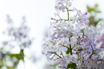 Papier peint photo Lilas Floraison pourpre du lilas au printemps  © sveten