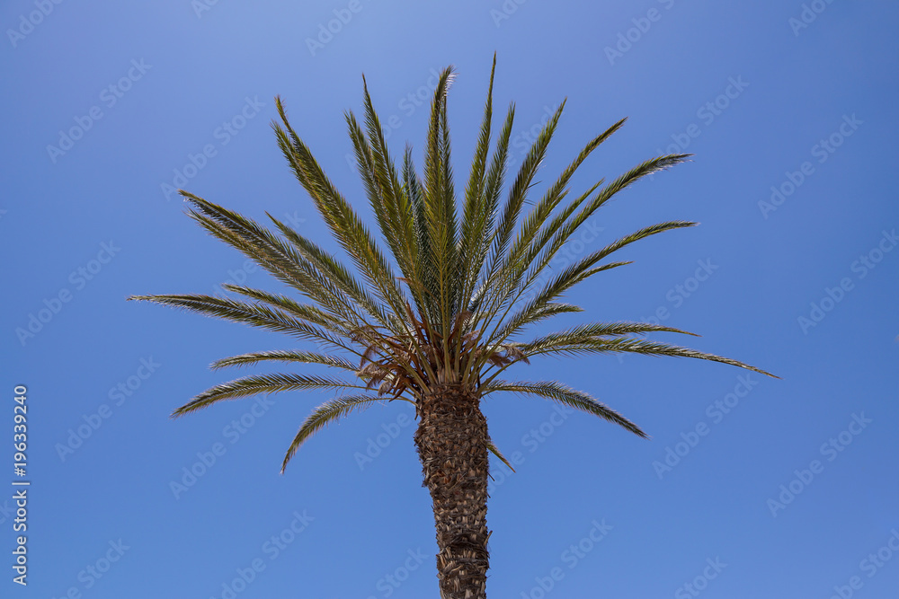 Coconut Palm tree on the sky at background Coconut Palm tree on the sky at background