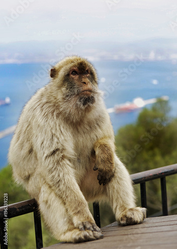 Large Barbary Macaque (Macaca sylvanus) sitting on a railing at the top of the rock of Gibraltar with a hazy seascape background © paula