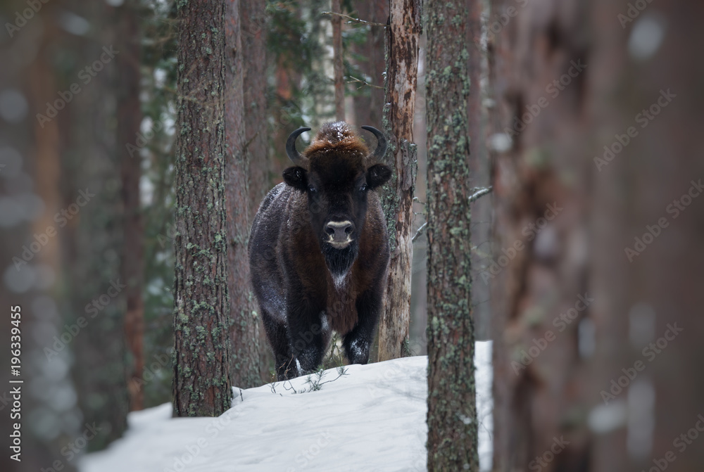Motionless Great Wild Brown Bison (Wisent) In Winter Forest. European Aurochs ( Bison, Bison Bonasus ) Standing Among The Trees. Big European Wood Bison In The Nature Habitat.Belarus