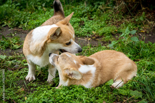 red dog breed Corgi plays in the grass
