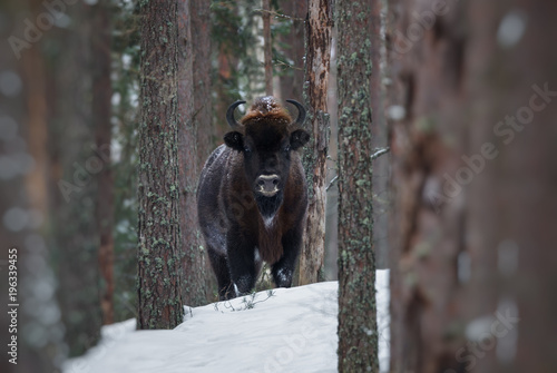 Obraz na płótnie Motionless Great Wild Brown Bison (Wisent) In Winter Forest. European Aurochs ( Bison, Bison Bonasus ) Standing Among The Trees. Big European Wood Bison In The Nature Habitat.Belarus w salonie