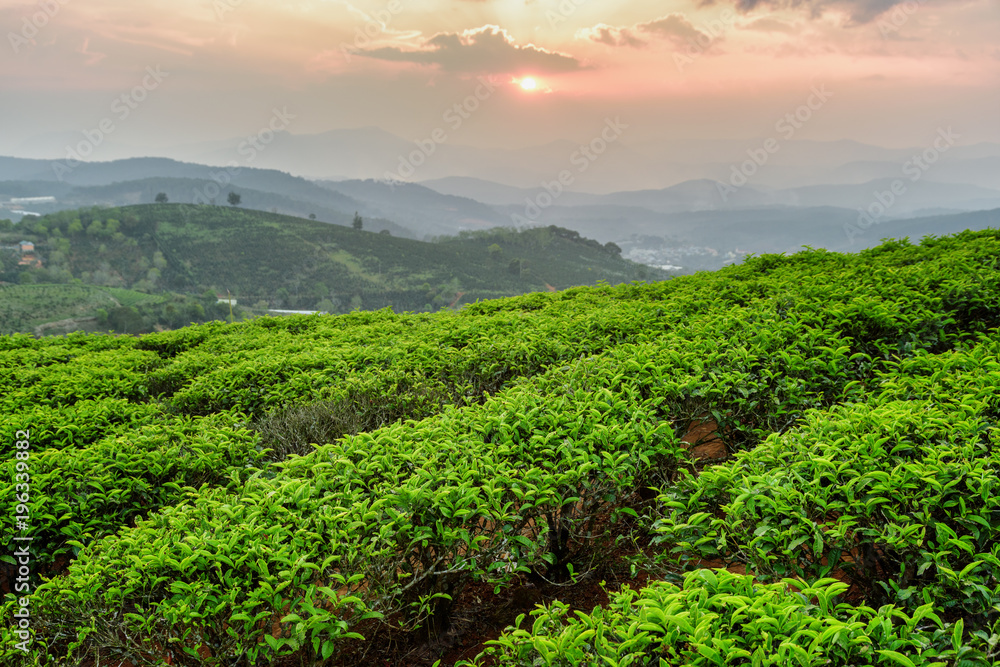 Scenic view of tea plantation at sunset Scenic view of tea plantation at sunset