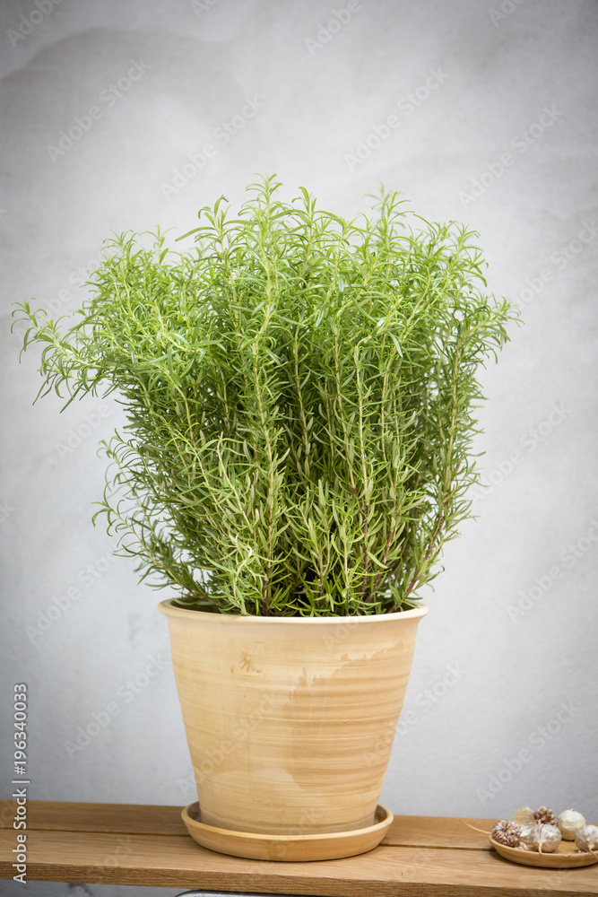 Rosemary Rosemary