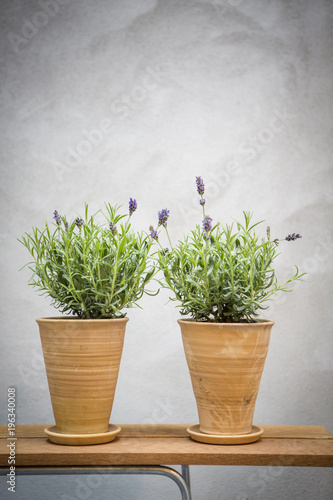 Pots with lavender