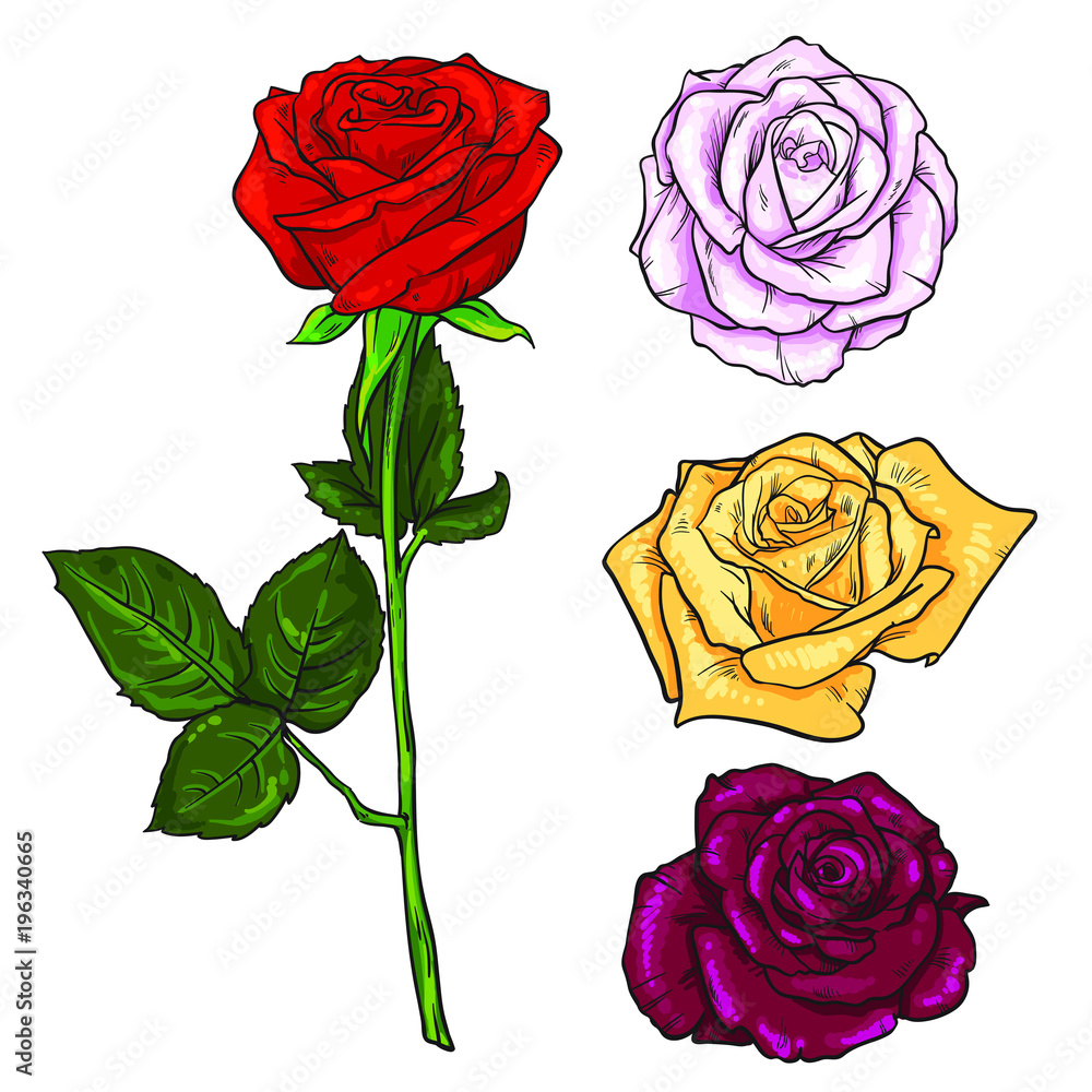 Realistic Pink Rose Drawing