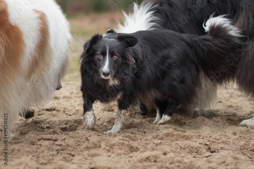 Hunde im Sand
