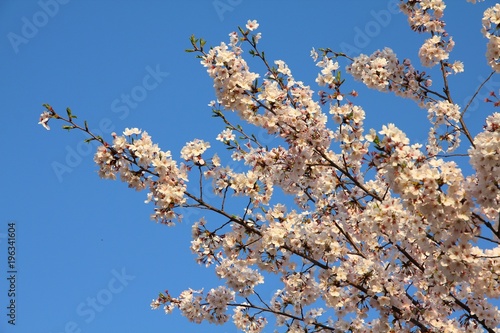 Tokyo white sakura. Tokyo cherry blossoms.
