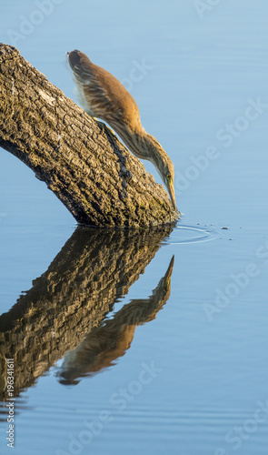 Juvenile squacco heron fishing on a branch in the water photo