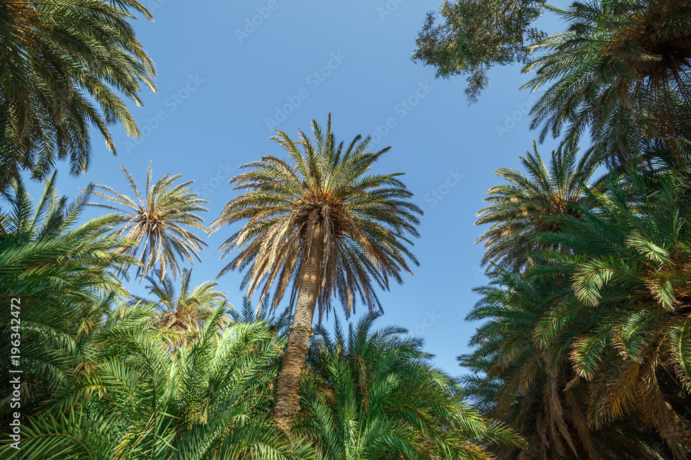 Crowns of palm trees against the sky