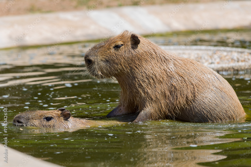 Capivara Capivara