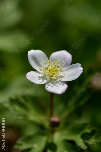 ニリンソウの花