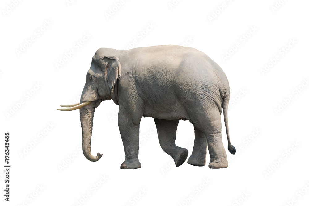 Obraz premium Asian male elephant isolated on white background
