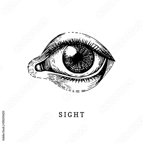 Hand drawn icon of human Sight sense in engraved style. Vector illustration of mans Eye