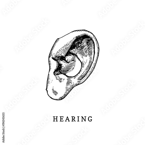 Hand drawn icon of human sense of Hearing in engraved style. Vector illustration of mans Ear