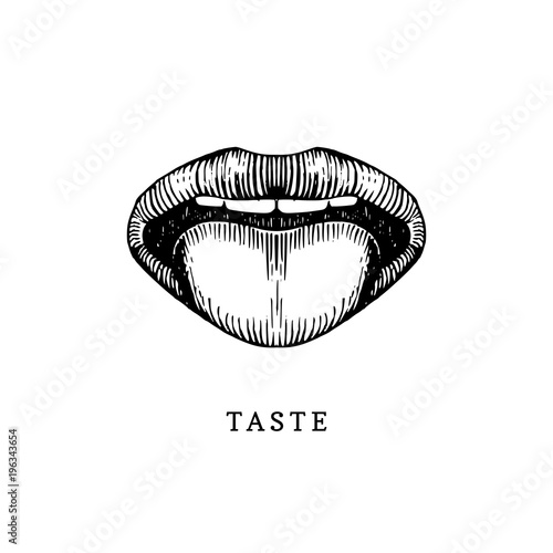Hand drawn icon of human sense of taste in engraved style. Vector illustration of mouth and tongue