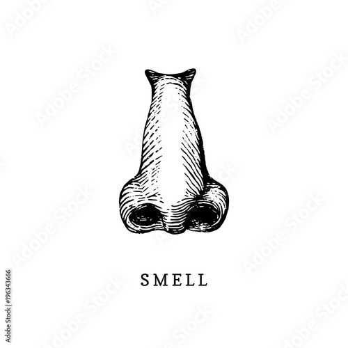 Hand drawn icon of human sense of Smelling in engraved style. Vector illustration of nose