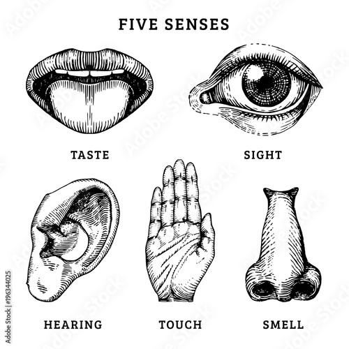 Icons set of five human senses in engraved style. Vector illustration of sensory organs