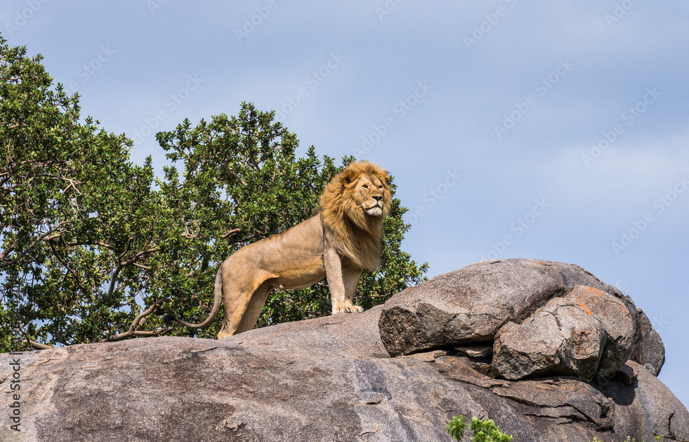 Fototapeta premium Duży samiec lwa na dużej skale. Park Narodowy Serengeti. Tanzania. Doskonała ilustracja.