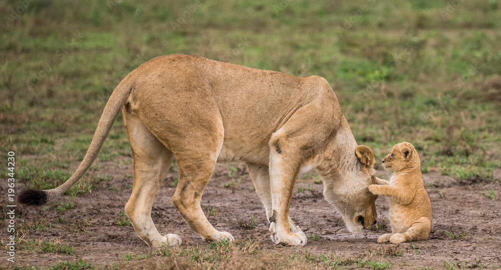 Lioness with cubs in the Serengeti National Park. Africa. Tanzania. Serengeti National Park. Lioness with cubs in the Serengeti National Park. Africa. Tanzania. Serengeti National Park.