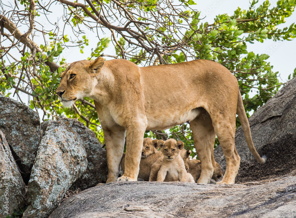 Obraz premium Lioness with cubs in the Serengeti National Park. Africa. Tanzania. Serengeti National Park.