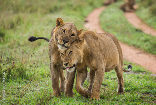 Two lioness goes on savannah. Serengeti National Park. Tanzania. An excellent illustration.