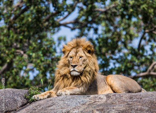 Big male lion on a big rock. Serengeti National Park. Tanzania. An excellent illustration.