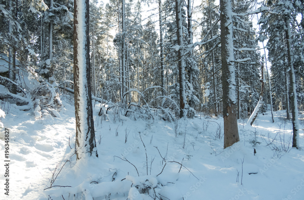 Light and shadows in a Snowy landscape in Sweden Light and shadows in a Snowy landscape in Sweden