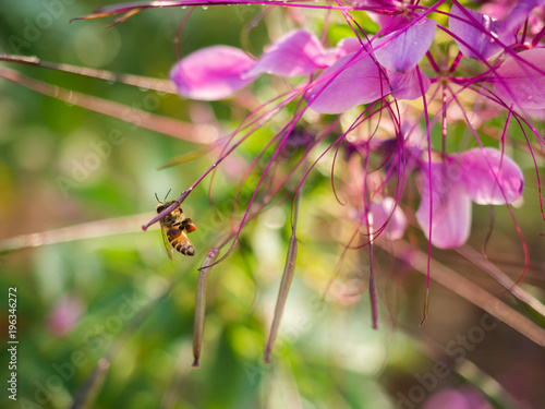 closeup bee flying near flower
