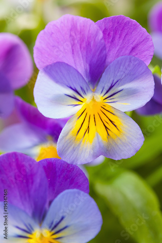 beautiful pansy summer flowers in garden