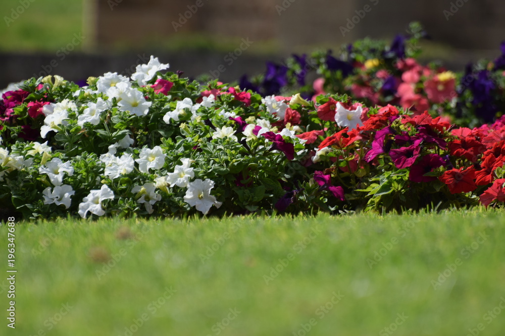 Fototapeta premium spring flower Cyprus