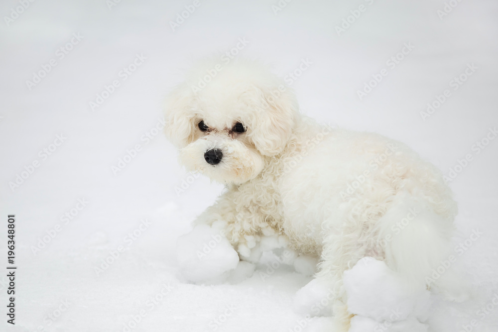 Closeup portrait of cute funny white bichon frise dog cheerfully running in fresh white snow outdoors on frosty cold winter day. Horizontal color photography.