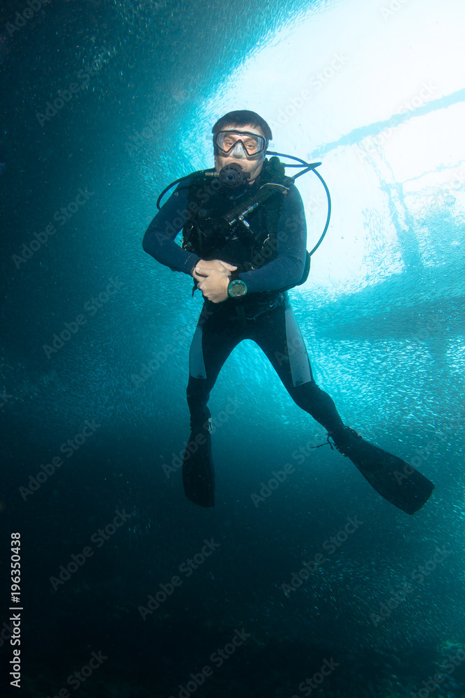 Sardine run and diver. Sardine run and diver.