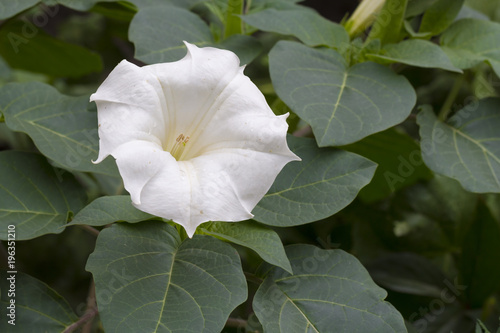 medicinal plant dope datura innoxia