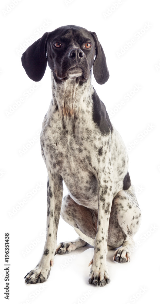 Black and white hunting dog