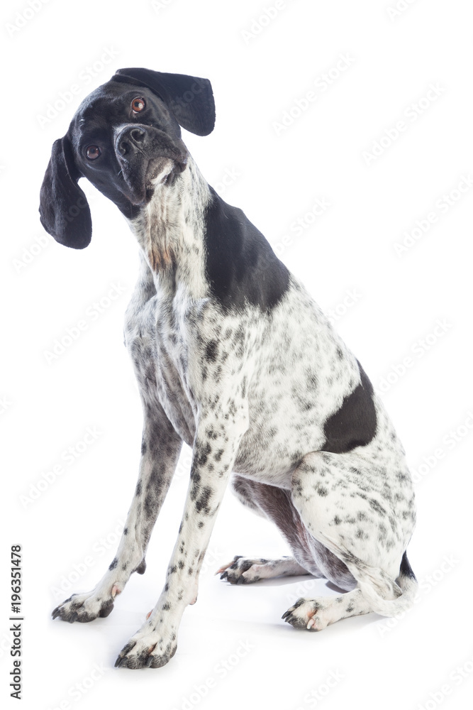 Black and white hunting dog