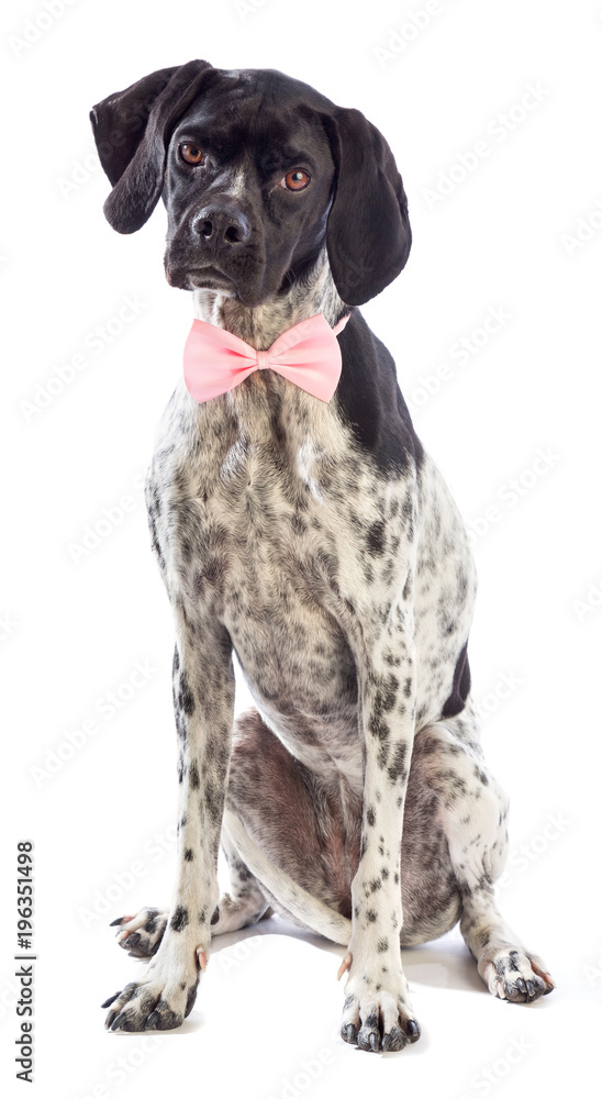 Black and white hunting dog with pink bow tie Black and white hunting dog with pink bow tie