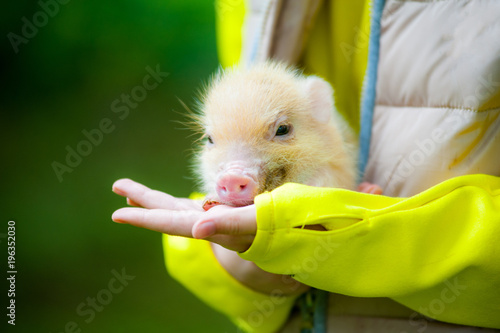 Cute mini pigglet on child arms