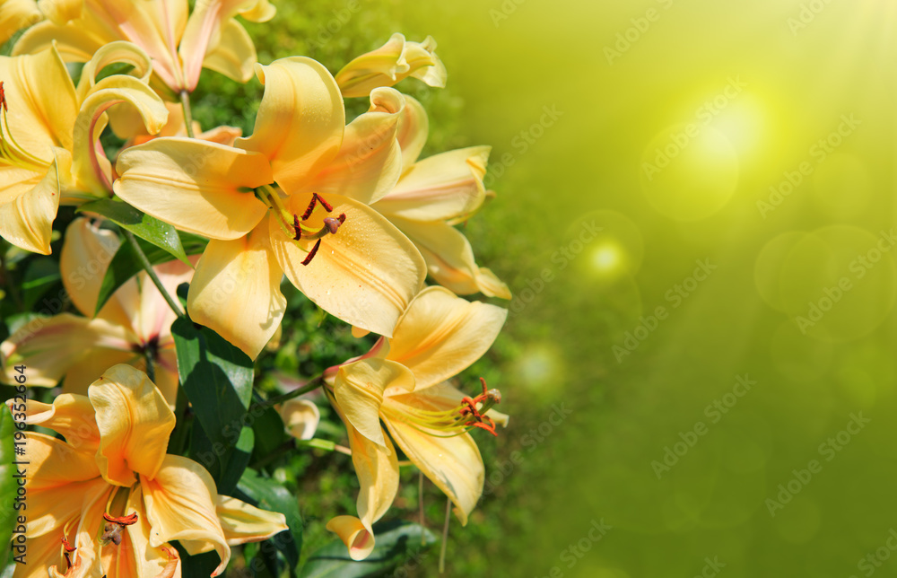 Obraz premium Macro shot of a yellow oriental lily bloom.