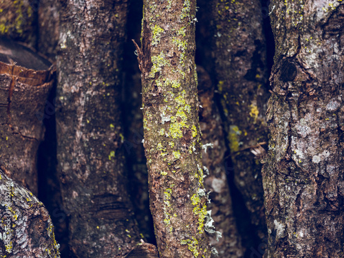 Wooden branches leaned on wall