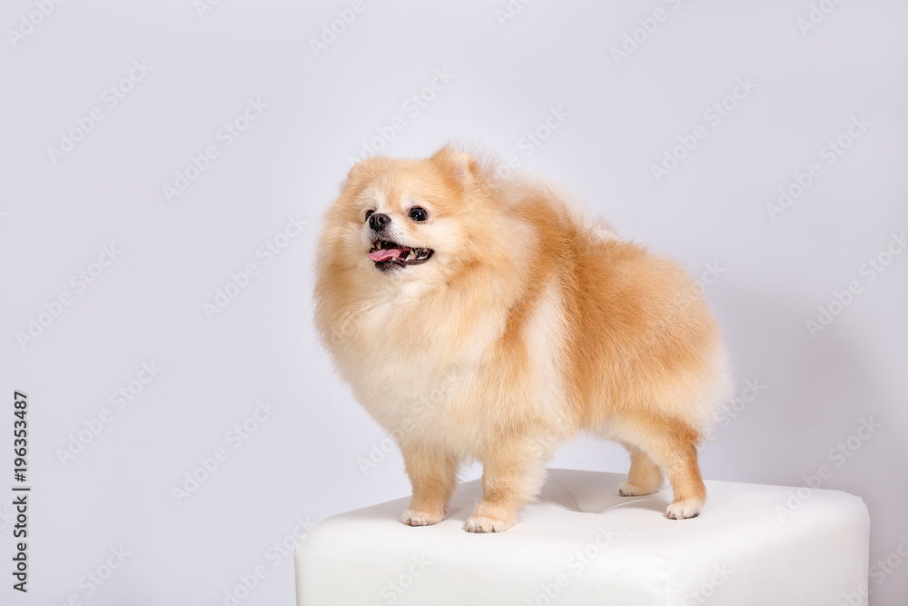 Spitz Spitz